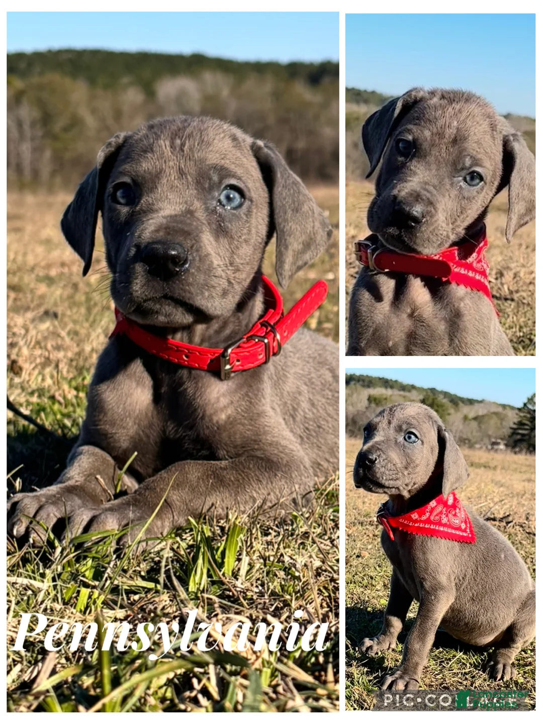 Great Dane dogs for sale: Solid Blue Female - Penny  - Ad 1