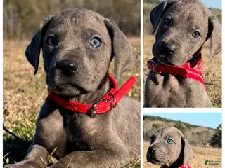 Great Dane dogs Solid Blue Female - Penny - Ad 2