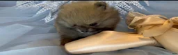 Pomeranian dogs for sale: Tiramisu - Ad 18