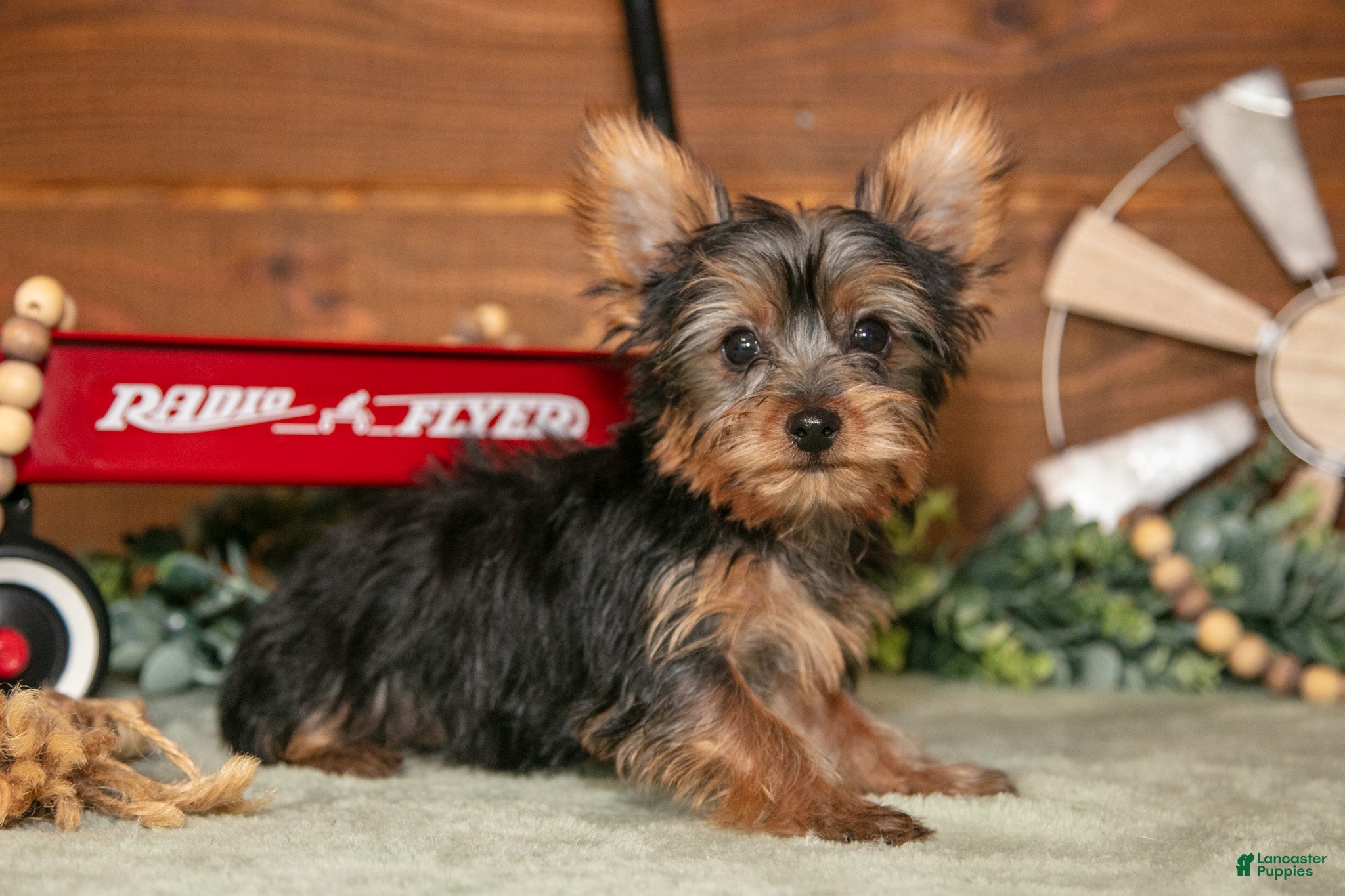 Yorkshire Terrier dogs Reggie - Ad 1