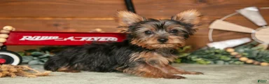 Reggie