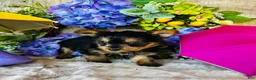 Yorkshire Terrier dogs for sale: MiMi - Ad 10