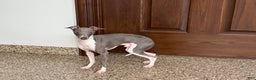 Italian Greyhound dogs for sale: Clayton - Ad 6