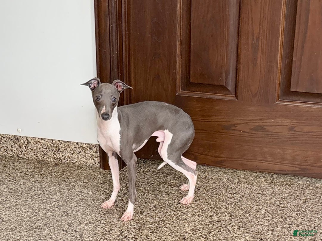 Italian Greyhound dogs for sale: Clayton - Ad 6