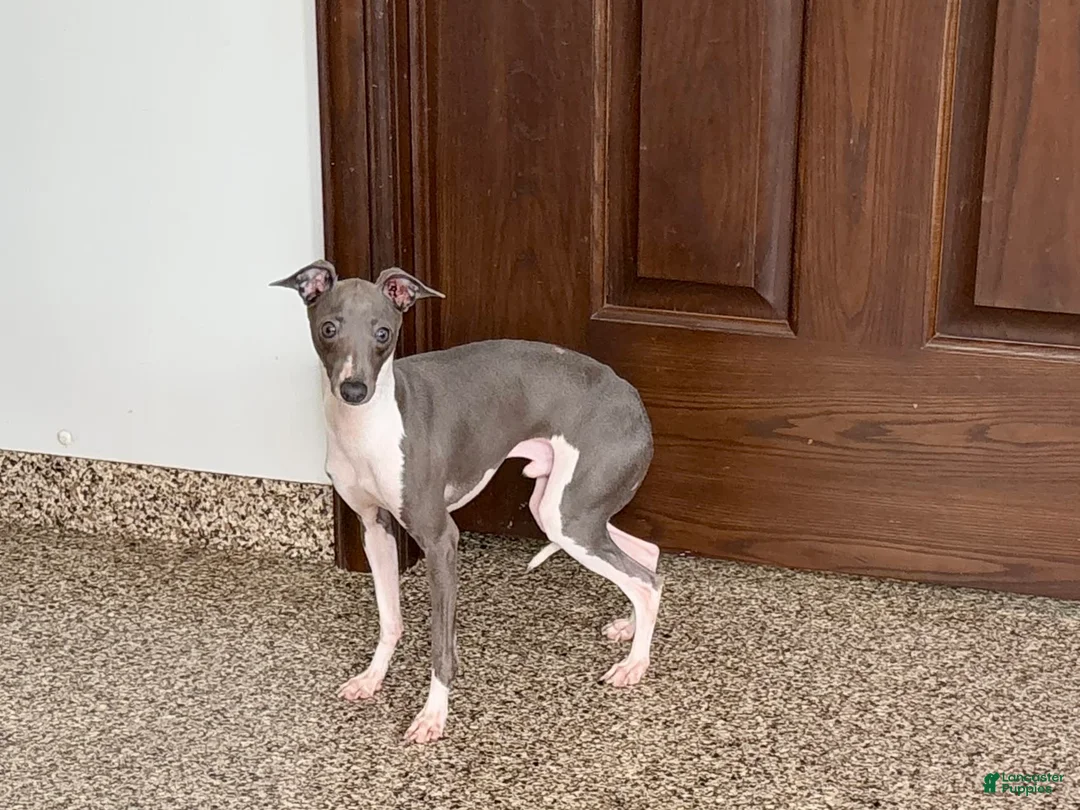 Italian Greyhound dogs for sale: Clayton - Ad 6
