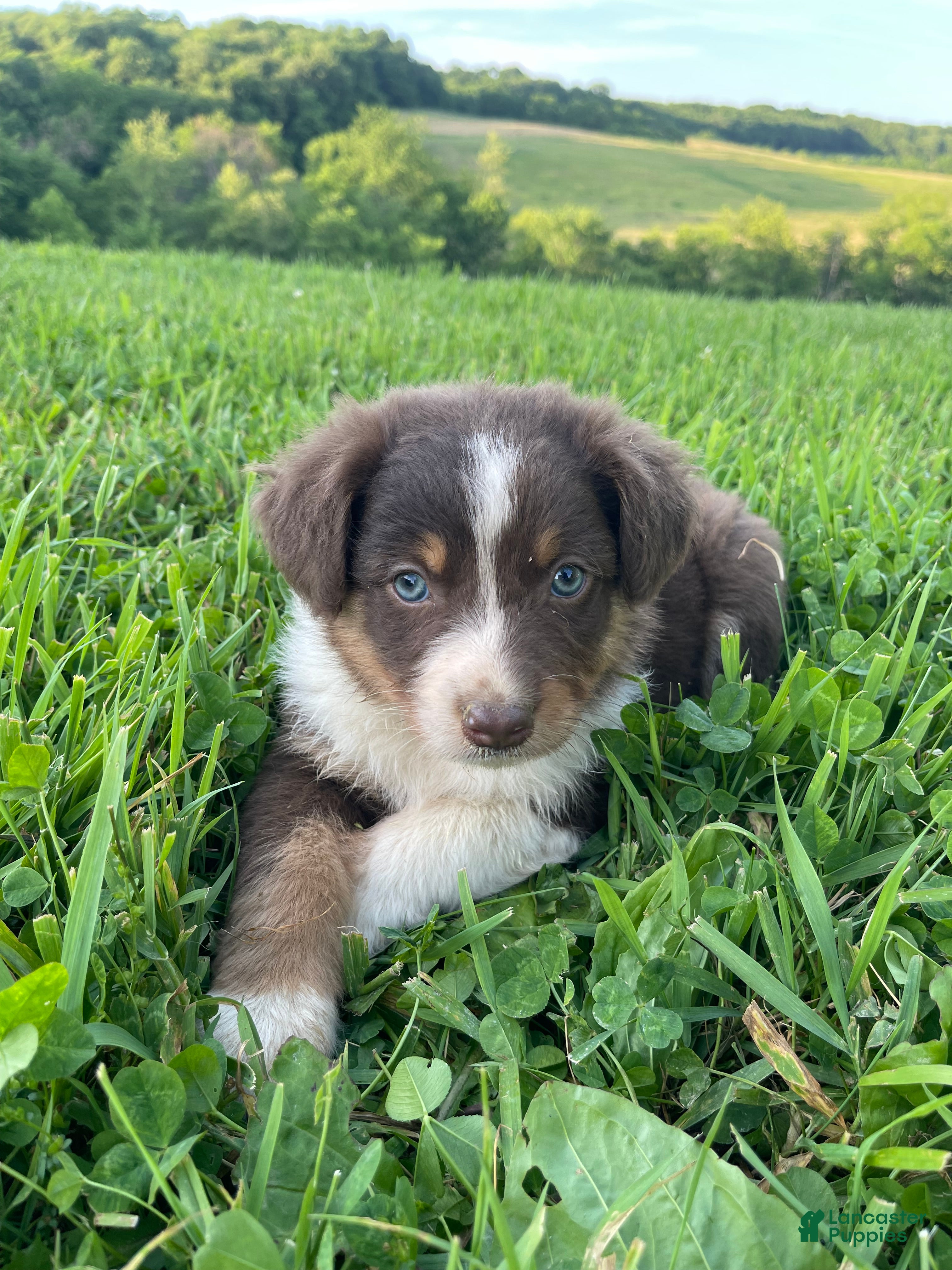 Australian Shepherd dogs Jake - Ad 2