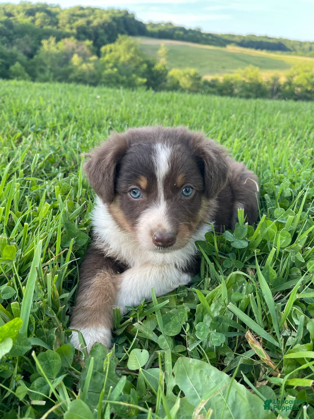 Australian Shepherd dogs for sale: Jake - Ad 2
