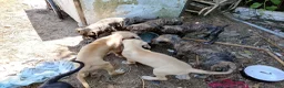 Great Dane dogs for sale: Great Dane 4 - Ad 6