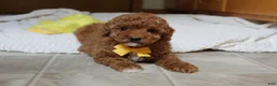 Toy Poodle dogs for sale: Tommy - Ad 4