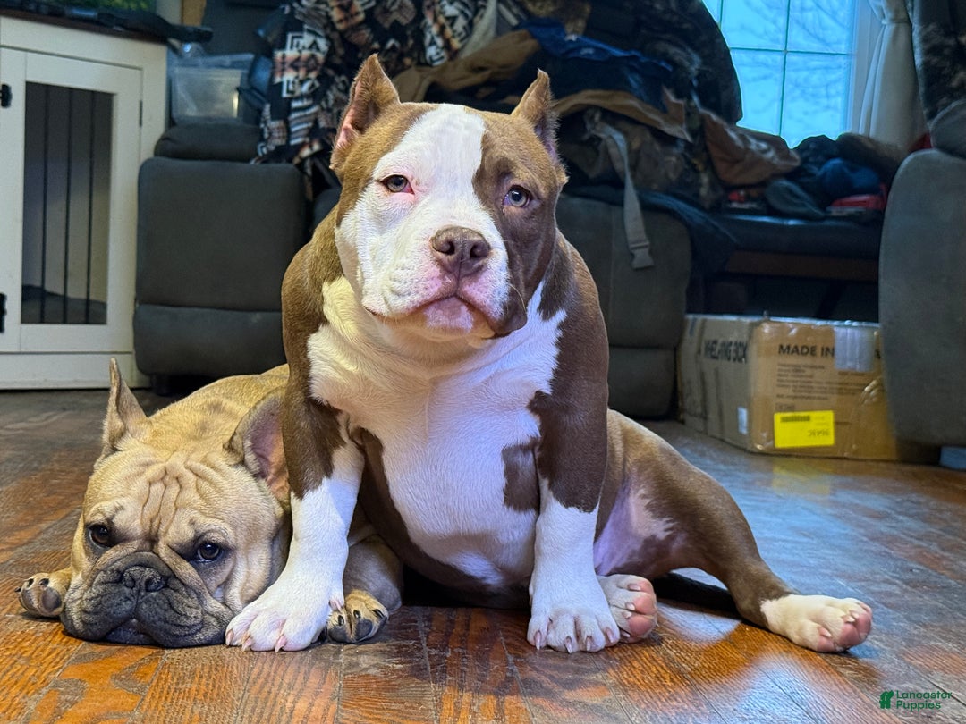 American Bully dogs for sale: Choco/White Female  - Ad 17