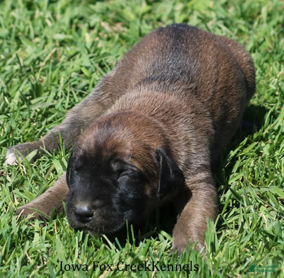 Mixed Breed dogs for sale: Bonnie - Ad 2