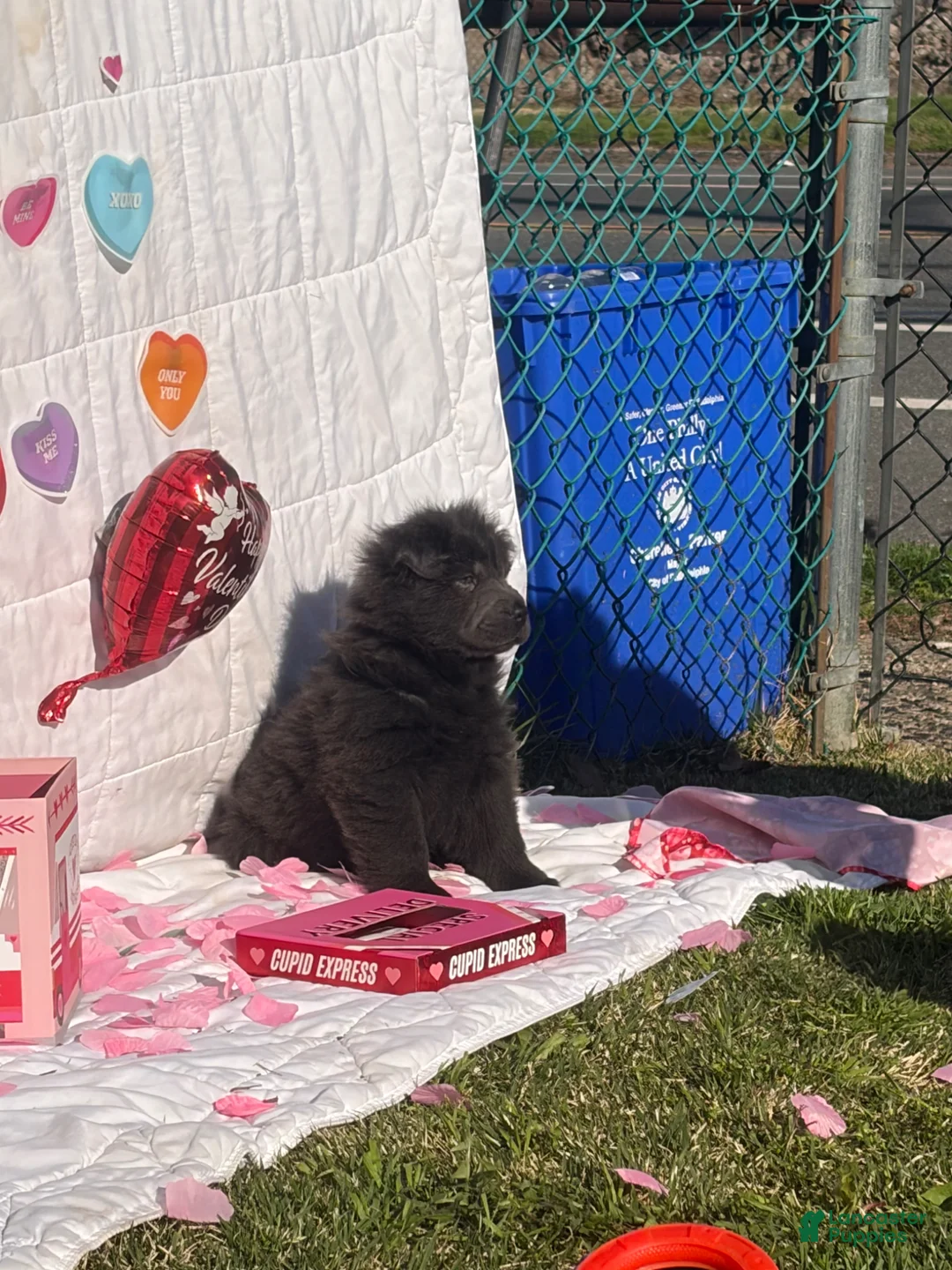 Mixed Breed dogs for sale: Mixed Breed Puppy 1 - Ad 2