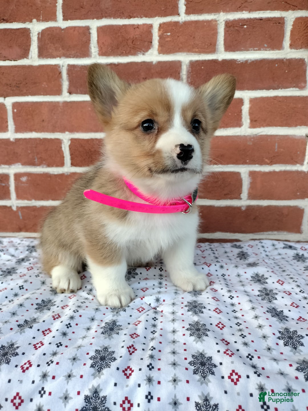 Welsh Corgi Pembroke dogs for sale: Maya - Ad 3