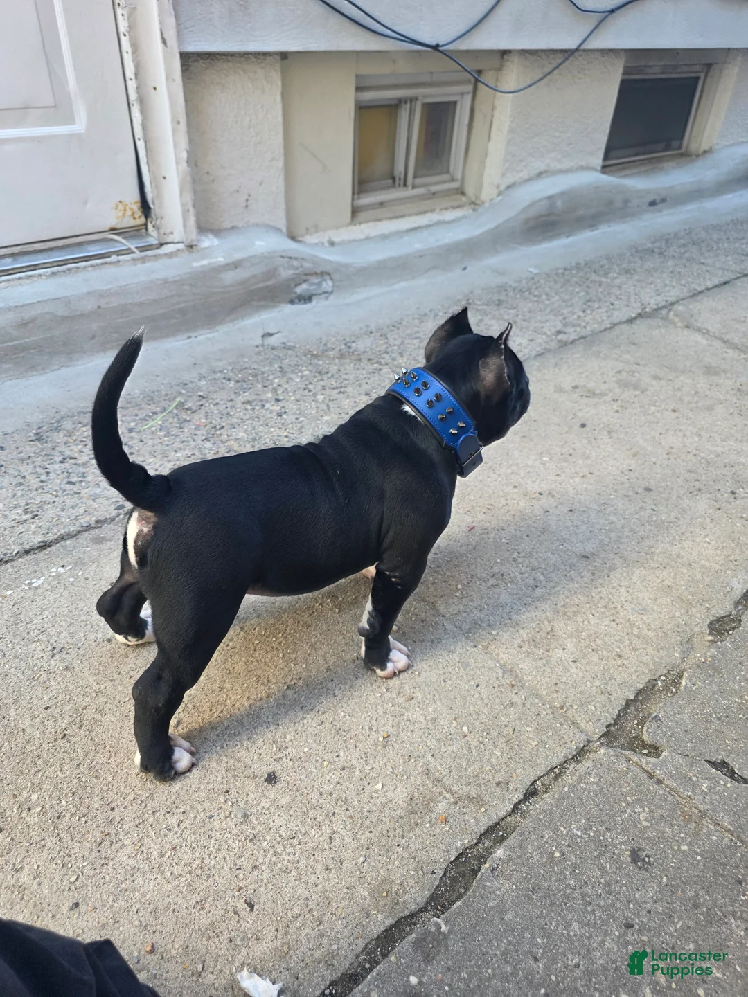 American Bully dogs for sale: American Bully  - Ad 11