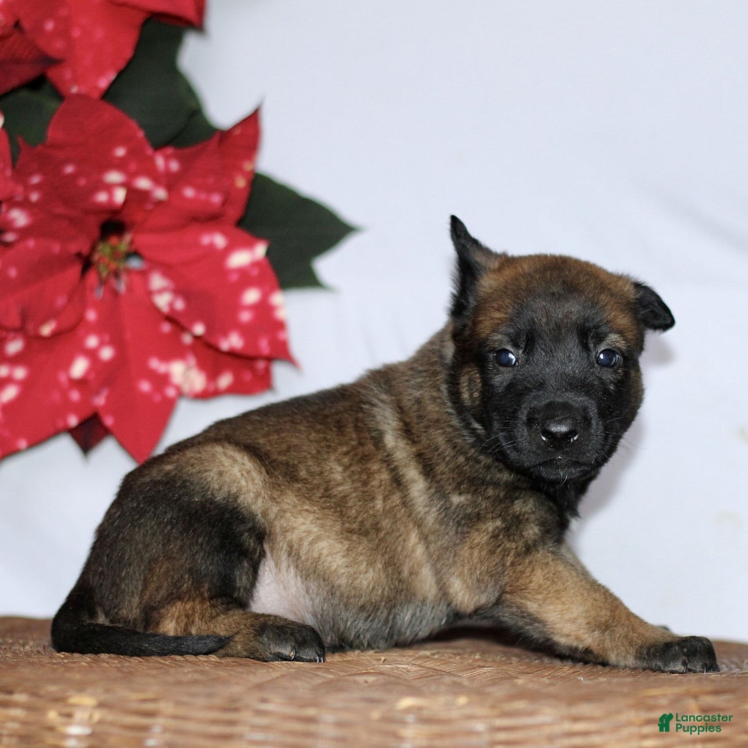 Belgian Malinois dogs for sale: Attacus  - Ad 2