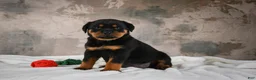 Rottweiler dogs for sale: Cinnanmon 🐾  - Ad 3