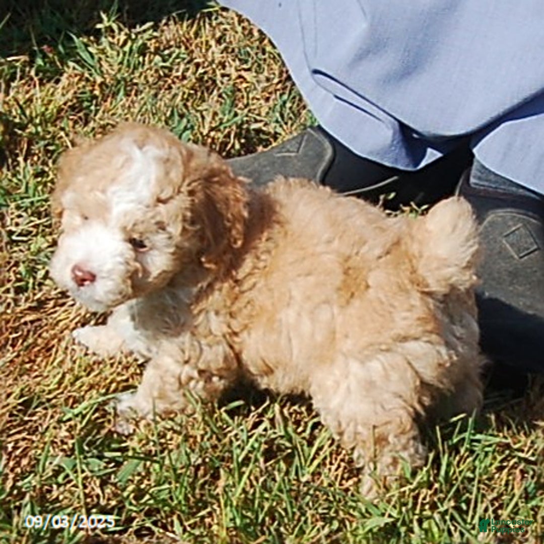 Toy Poodle dogs for sale: Blaze - Ad 8