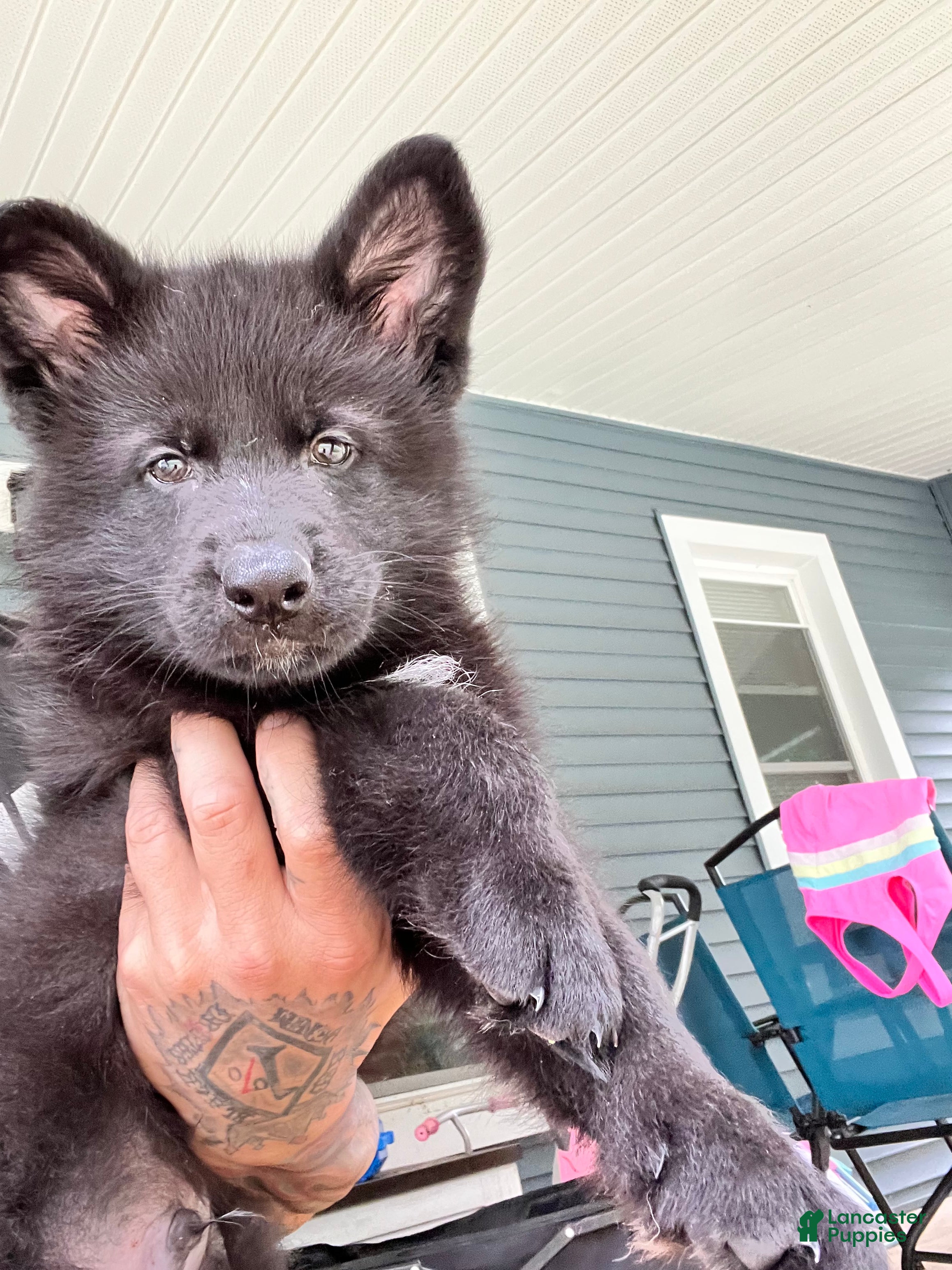 German Shepherd dogs Bruno - Ad 2