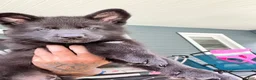 German Shepherd dogs for sale: Bruno - Ad 2