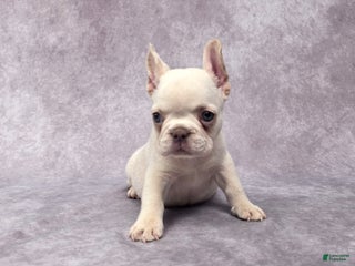French Bulldog dogs - Ad 36