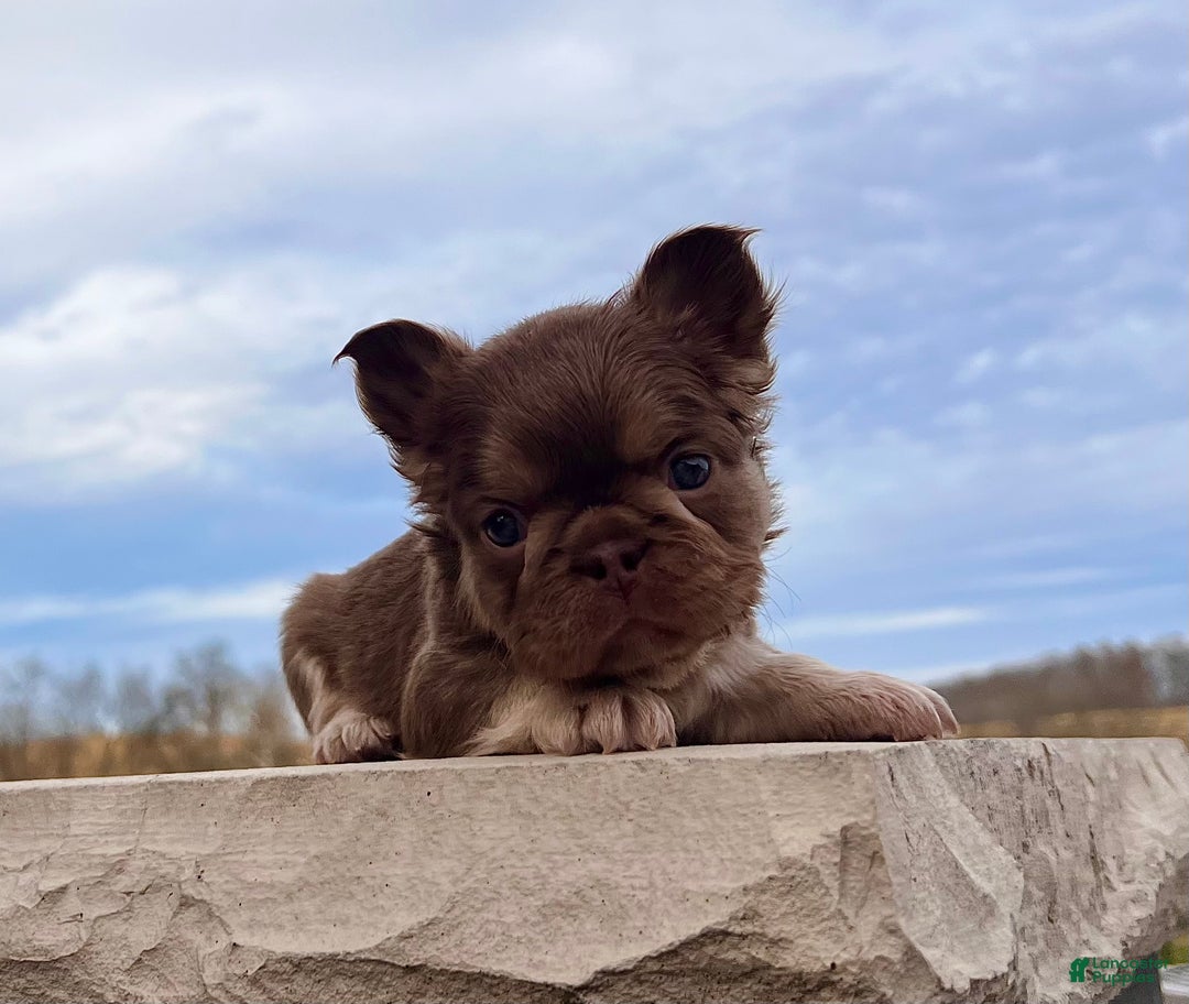 French Bulldog dogs for sale: Kayla - Ad 3