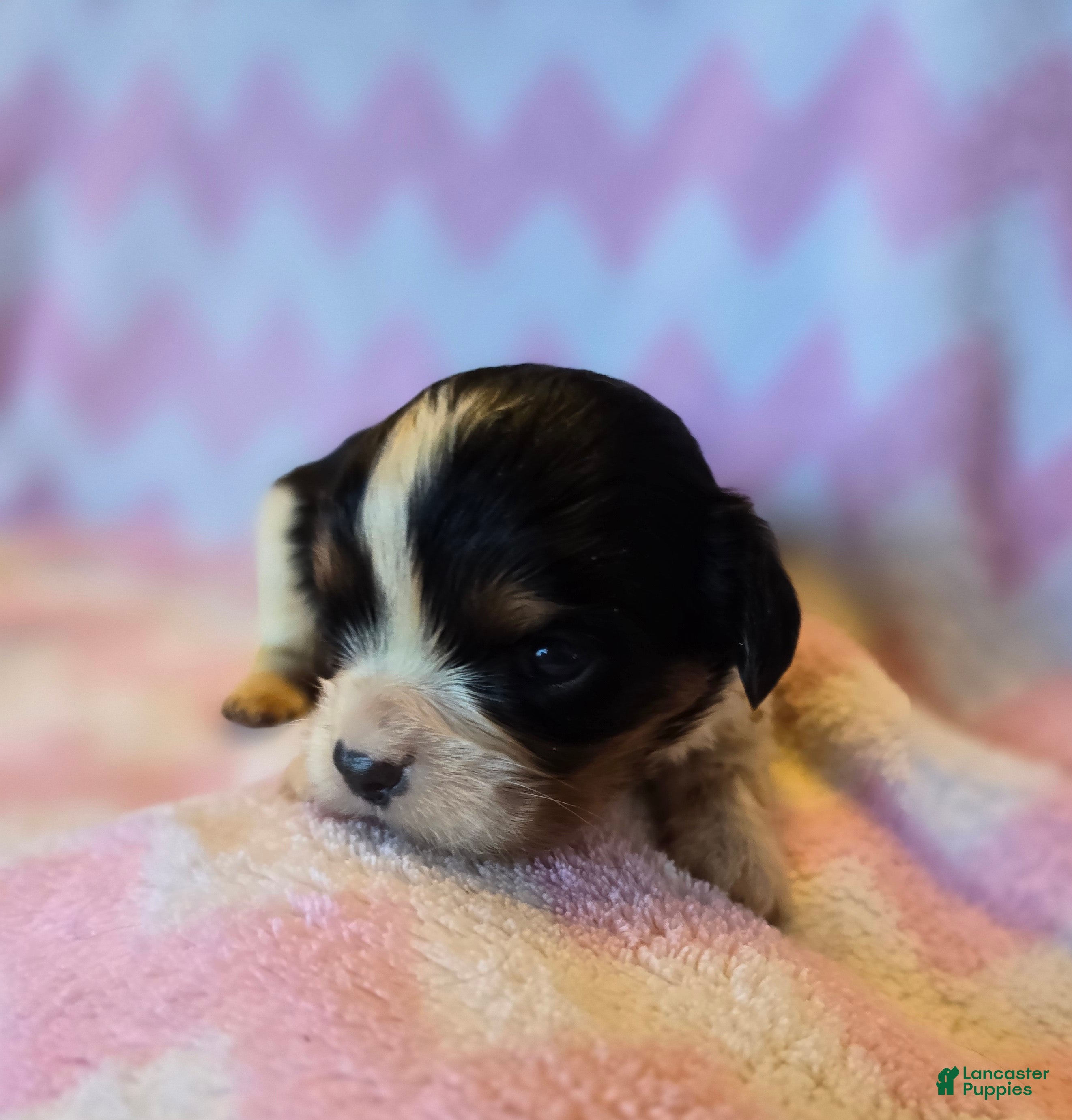 Cavalier King Charles Spaniel dogs Charity - Ad 27