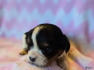 Cavalier King Charles Spaniel dogs Charity - Ad 7