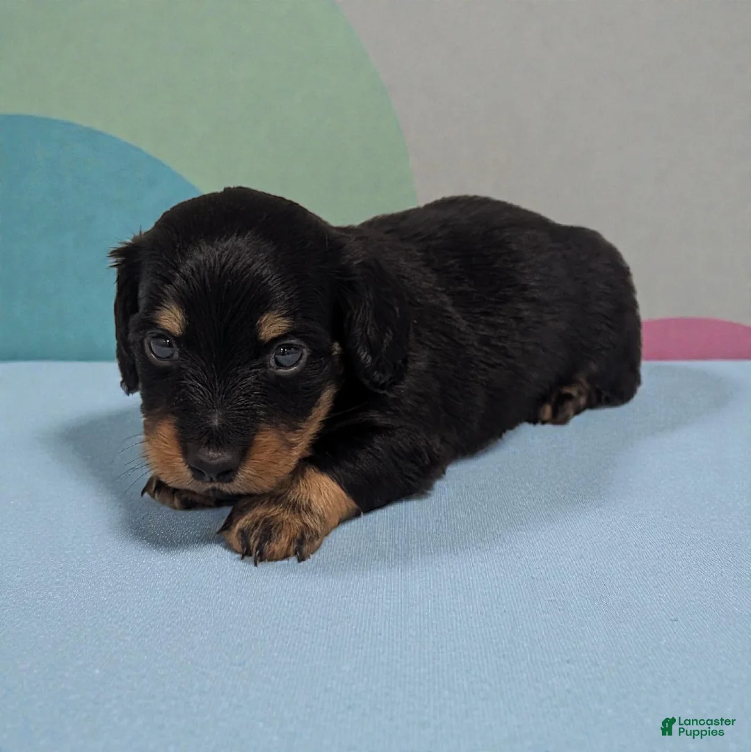 Miniature Dachshund dogs for sale: Patch - Ad 2