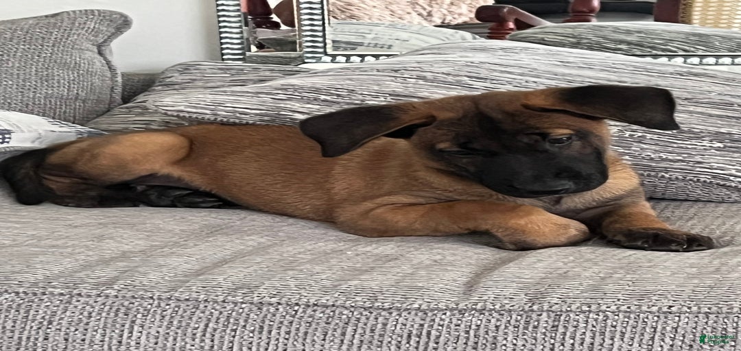 Gallery Image {{count}}