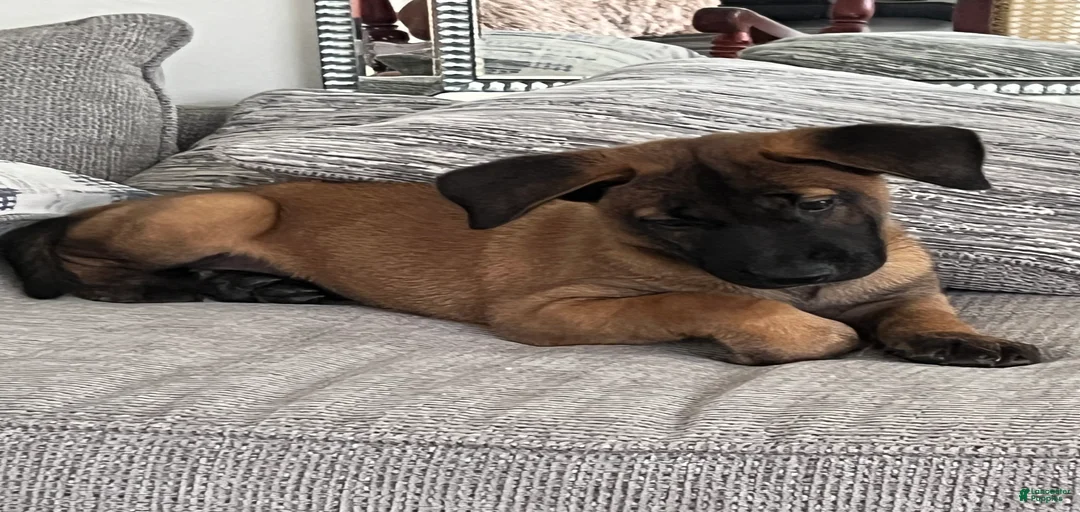 Gallery Image {{count}}