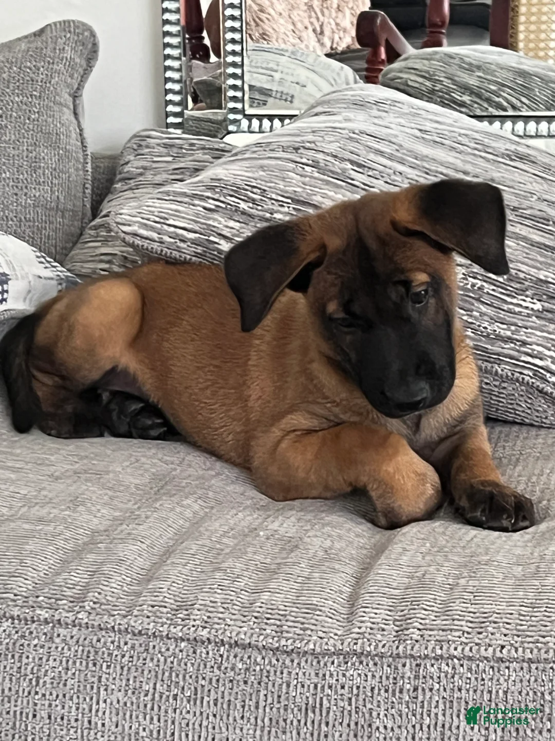 Gallery Image {{count}}