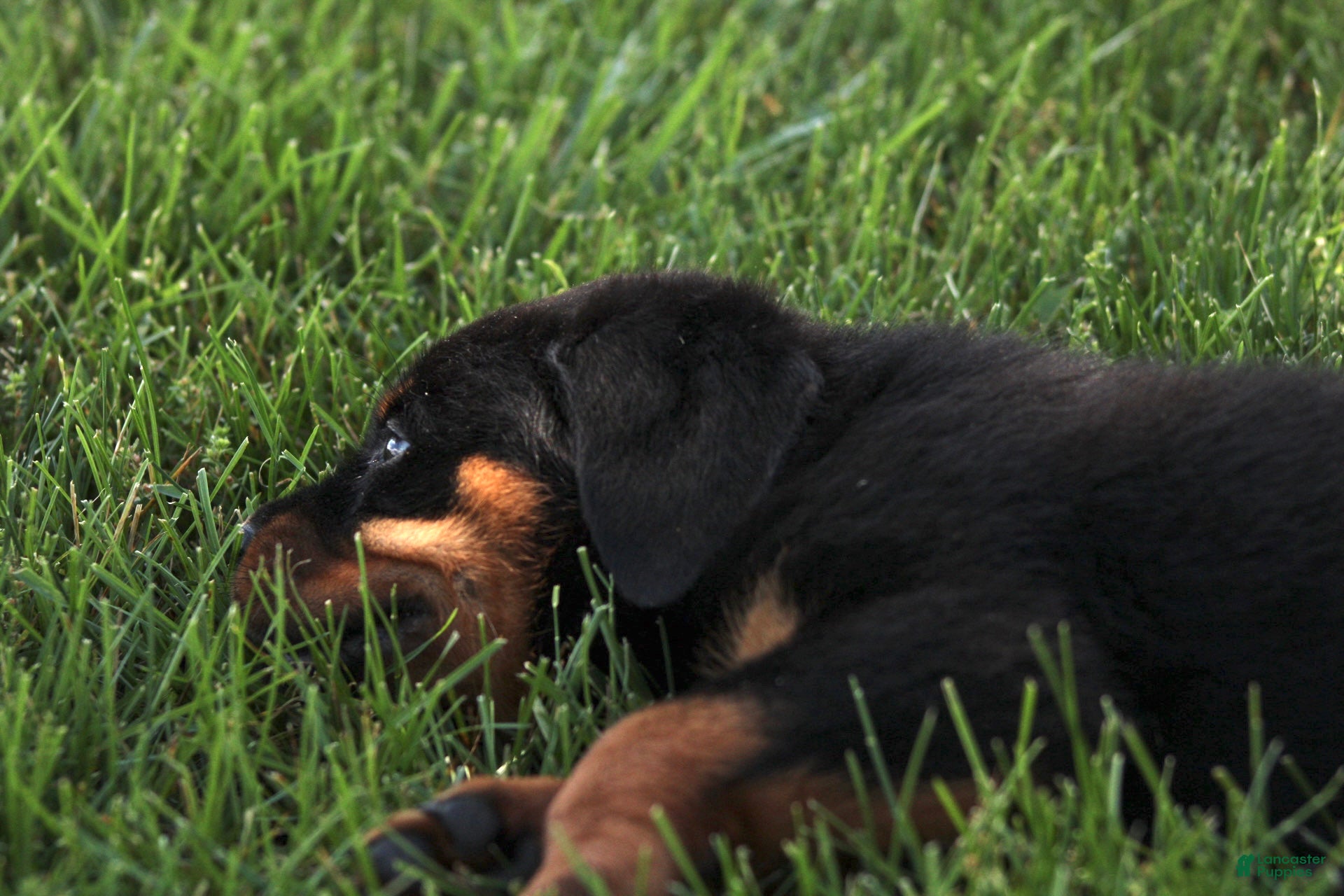 Rottweiler dogs for sale: Dutin - Ad 6