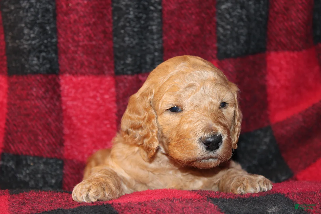 Standard Poodle dogs for sale: Standard Poodle Puppy 1 - Ad 1