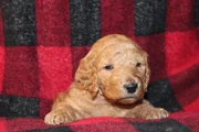 Standard Poodle Puppy 1