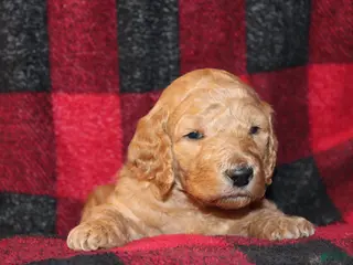 Standard Poodle dogs Standard Poodle Puppy 1 - Ad 42