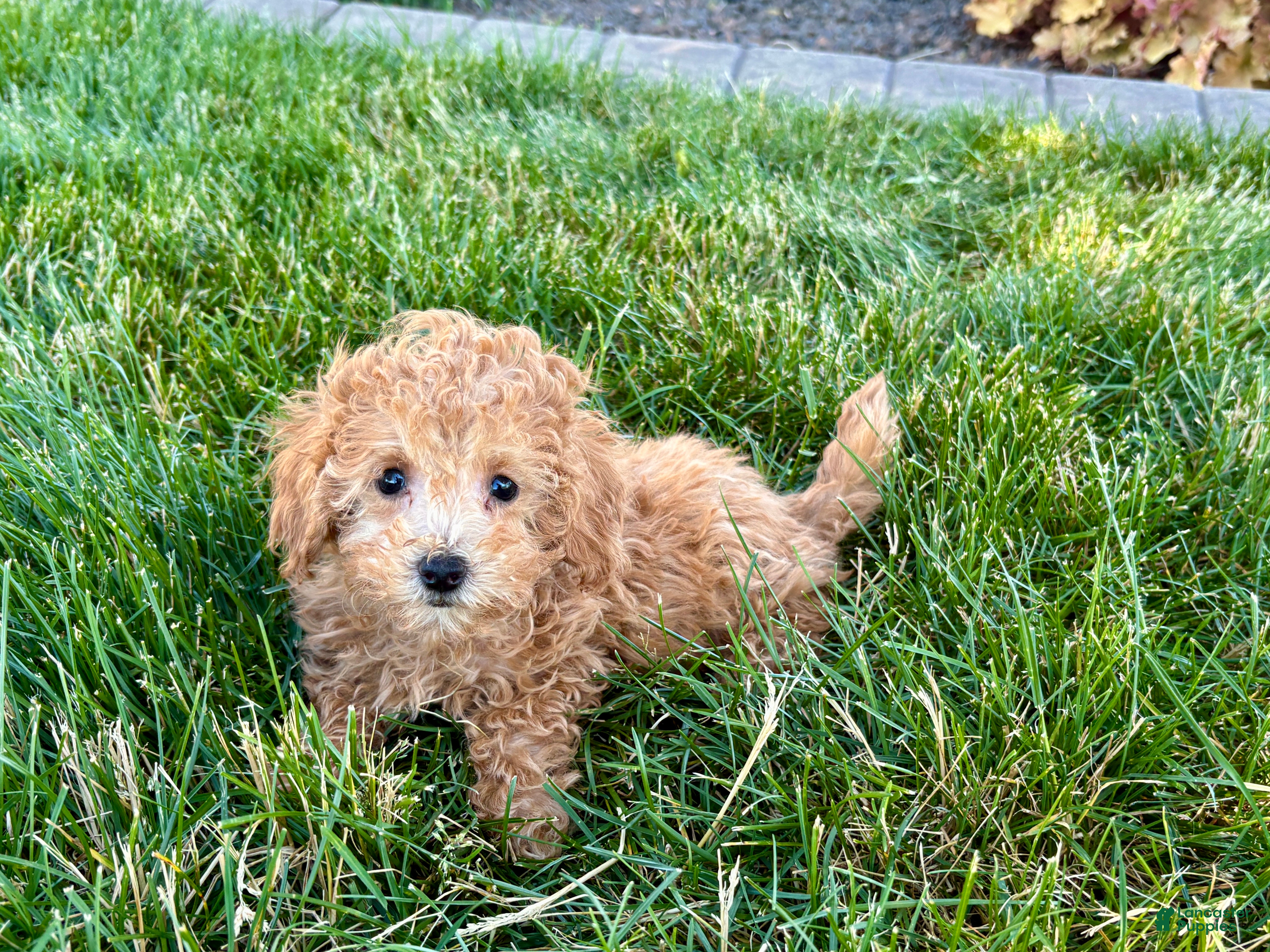 Maltipoo dogs Snickers  - Ad 2