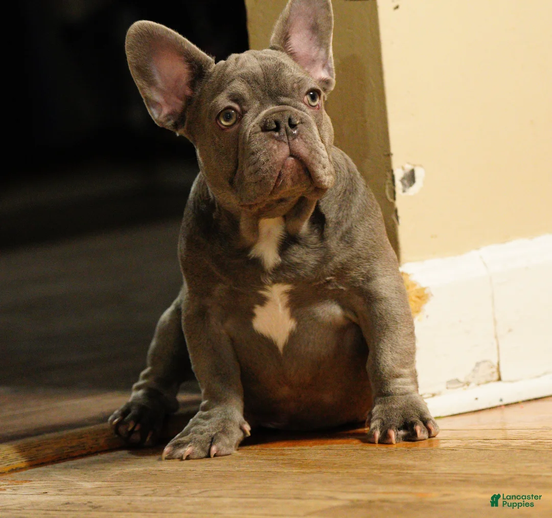 French Bulldog dogs for sale: French Bulldog - BIGGIE 🦍 - Ad 3