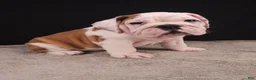 English Bulldog dogs for sale: Charlie  - Ad 14