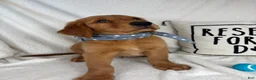 Golden Retriever dogs for sale: Grover - Ad 3