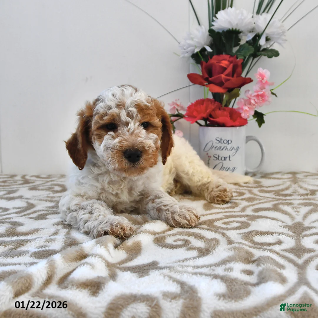 Mini Goldendoodle dogs for sale: Cooper - Ad 4