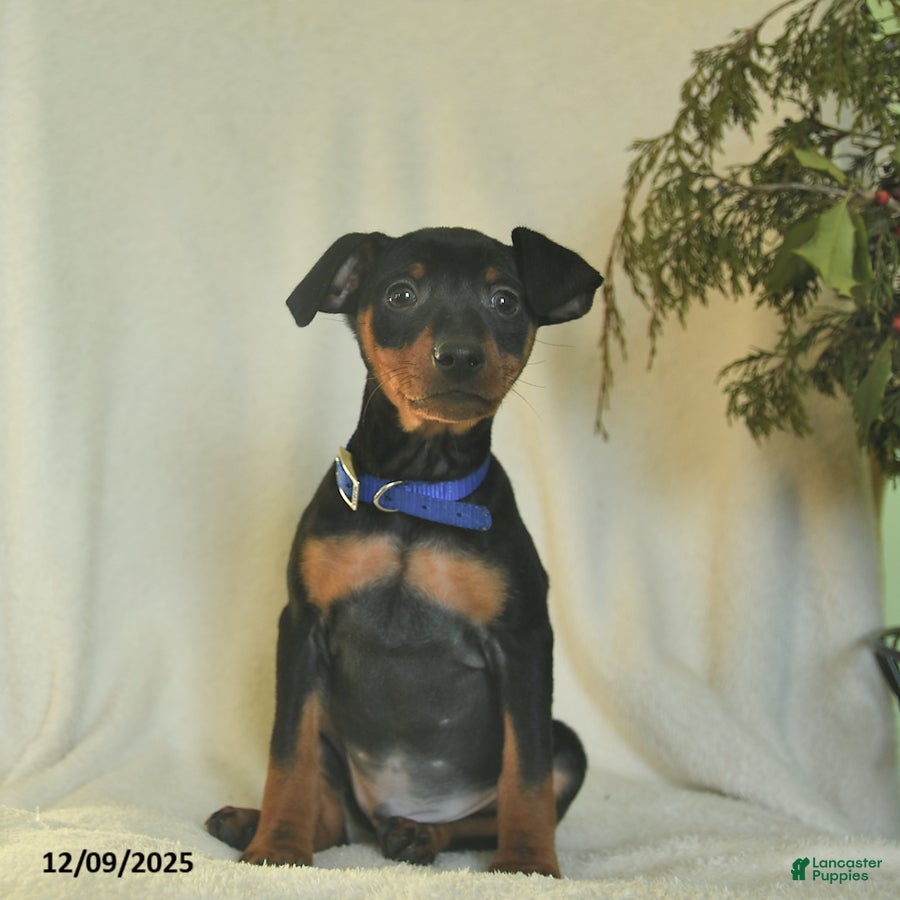 Miniature Pinscher dogs Pringles  - Ad 3