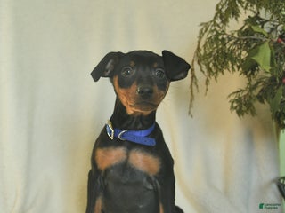 Miniature Pinscher dogs Pringles - Ad 3