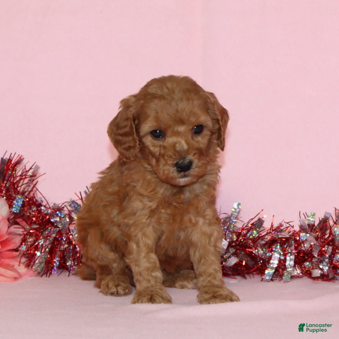Miniature Poodle dogs for sale: Becca AKC - Ad 4