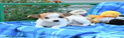 Mixed Breed dogs for sale: Ticker - Ad 2