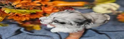 Maltipoo dogs for sale: Jazz - Ad 3