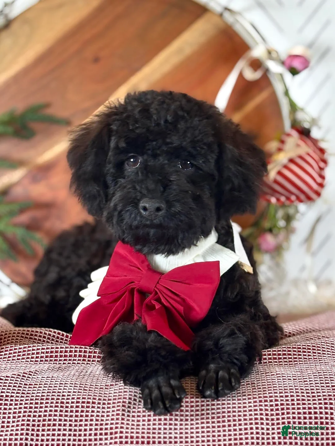 Toy Poodle dogs for sale: Smacker - Ad 5