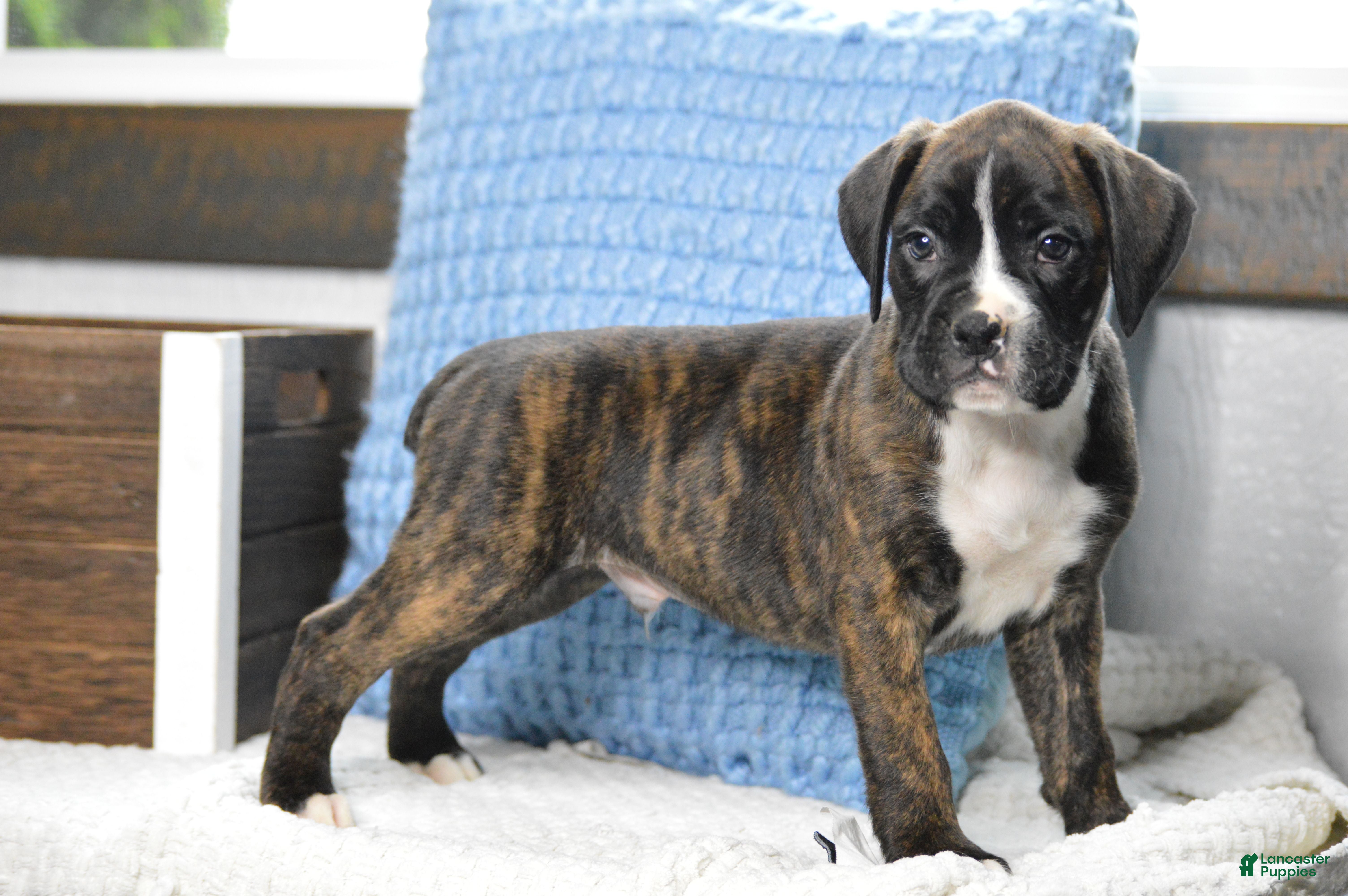 Boxer dogs Diesel - Ad 2
