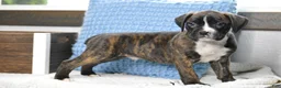 Boxer dogs for sale: Diesel - Ad 2