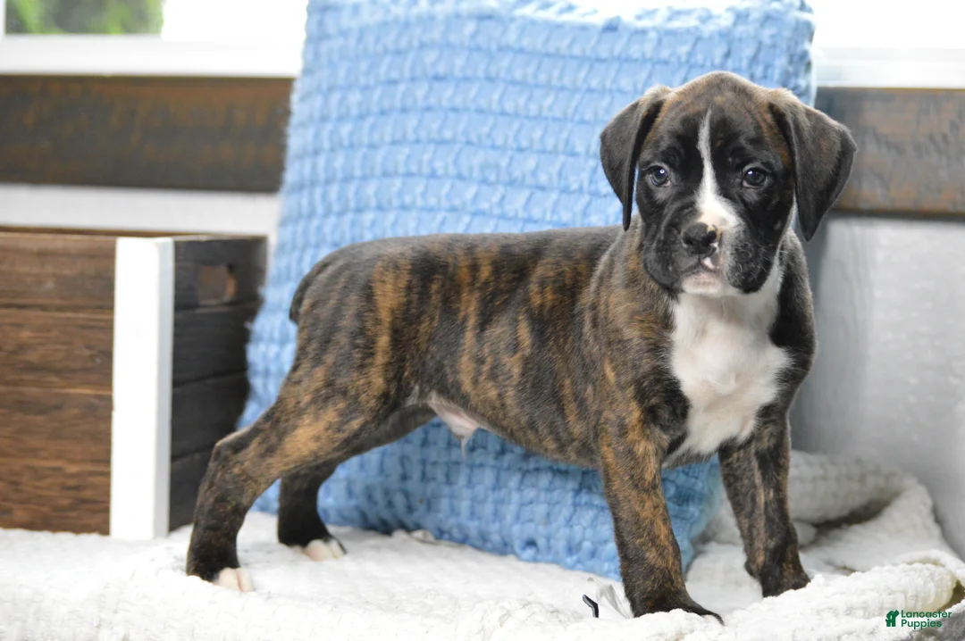 Boxer dogs for sale: Diesel - Ad 2