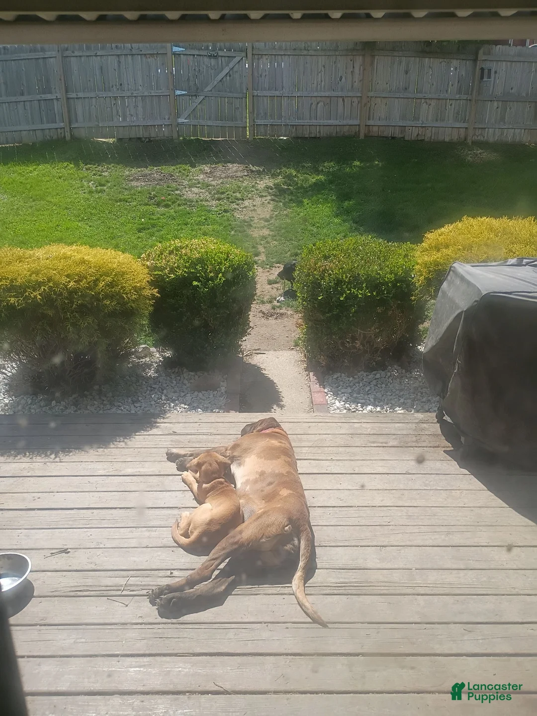 Mixed Breed dogs for sale: Mixed Breed 1 - Ad 2